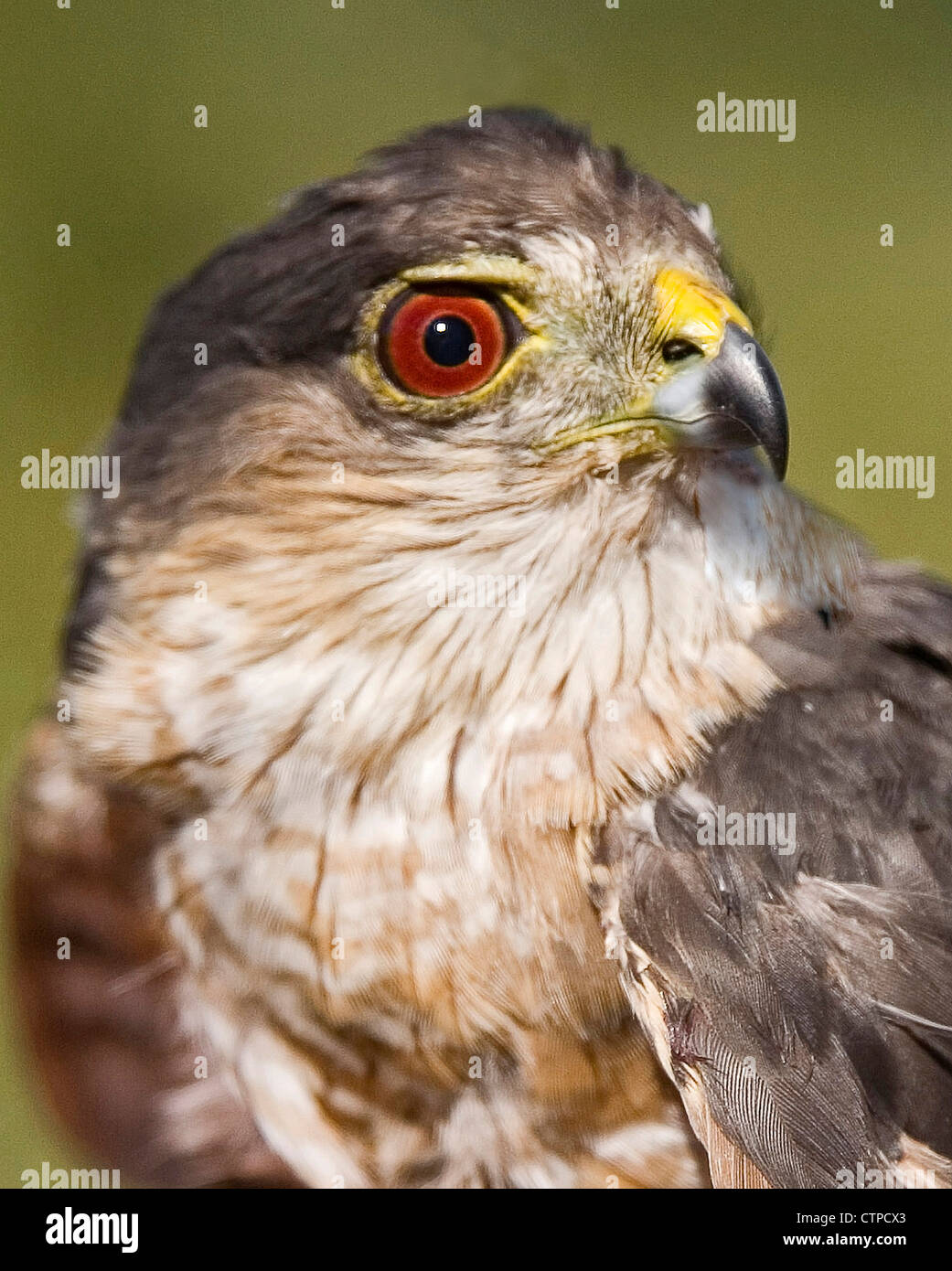 Sharp – Shinned Hawk, Nahaufnahme Stockfoto