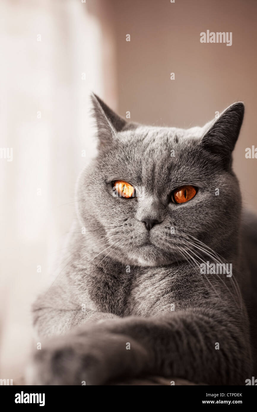 Britische graue Katze liegend im Fenster hautnah Stockfoto