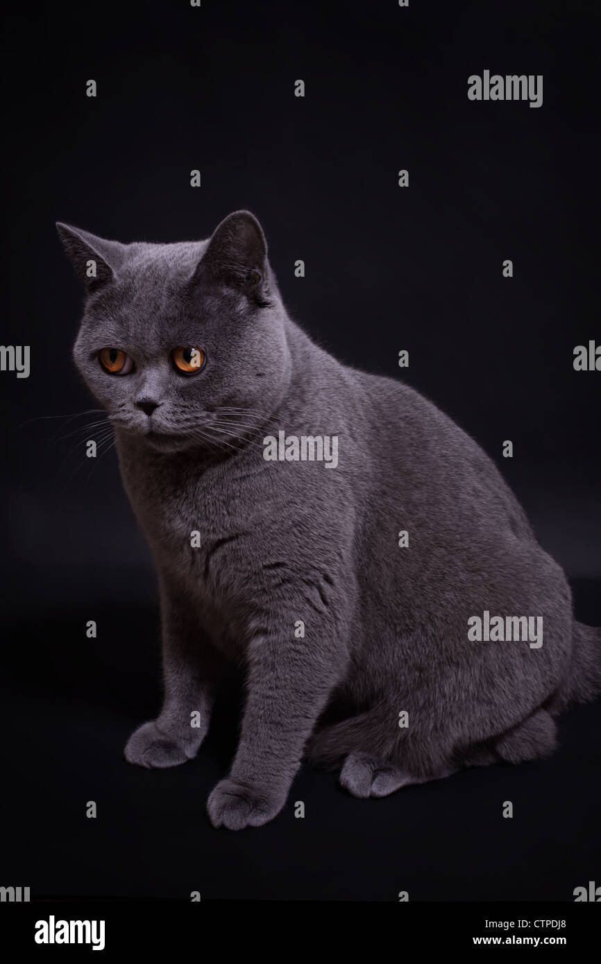 Graue Vollblut britische Katze auf einem schwarzen Hintergrund Stockfoto