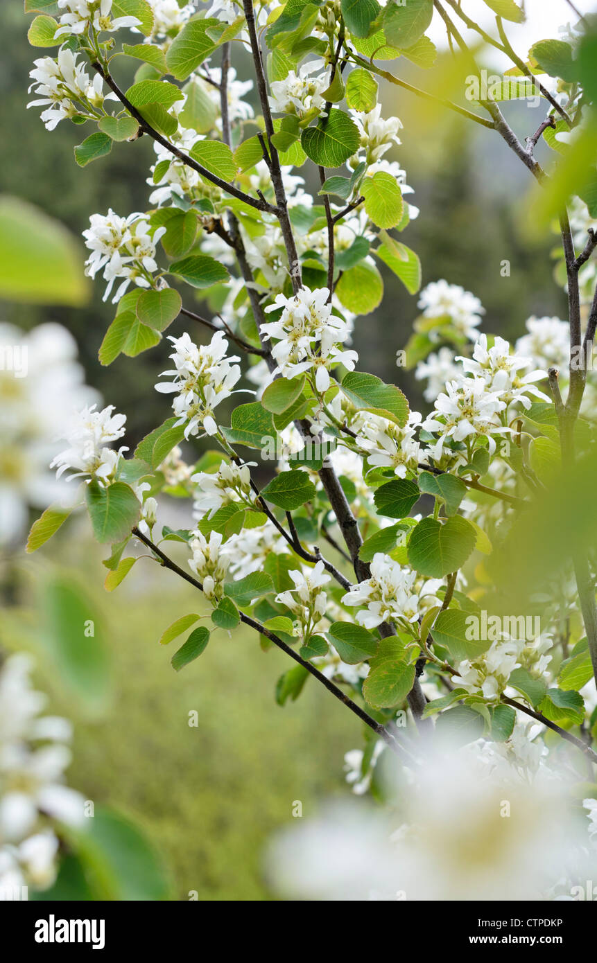 Service saskatoon Berry (Amelanchier alnifolia) Stockfoto