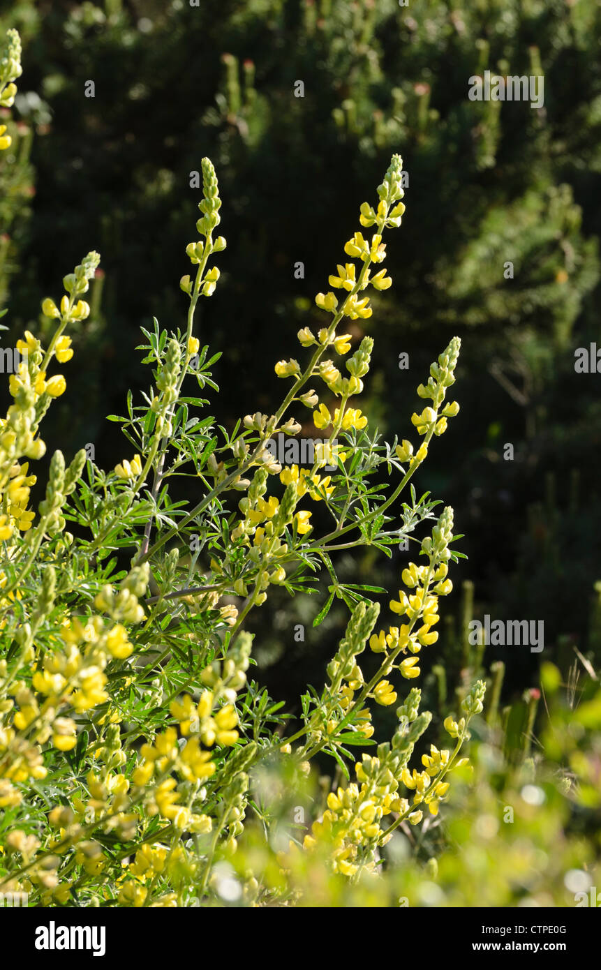 Gelbe Baum Lupine (Lupinus Arboreus) Stockfoto