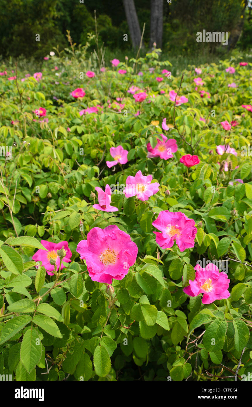 Französische Rose (Rosa gallica) Stockfoto