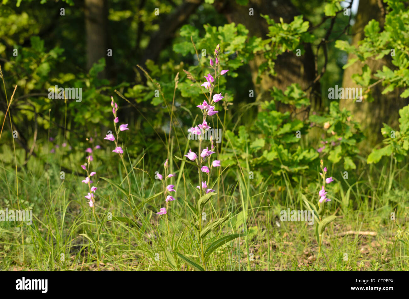 Red Helleborine (Cephalanthera Rubra) Stockfoto