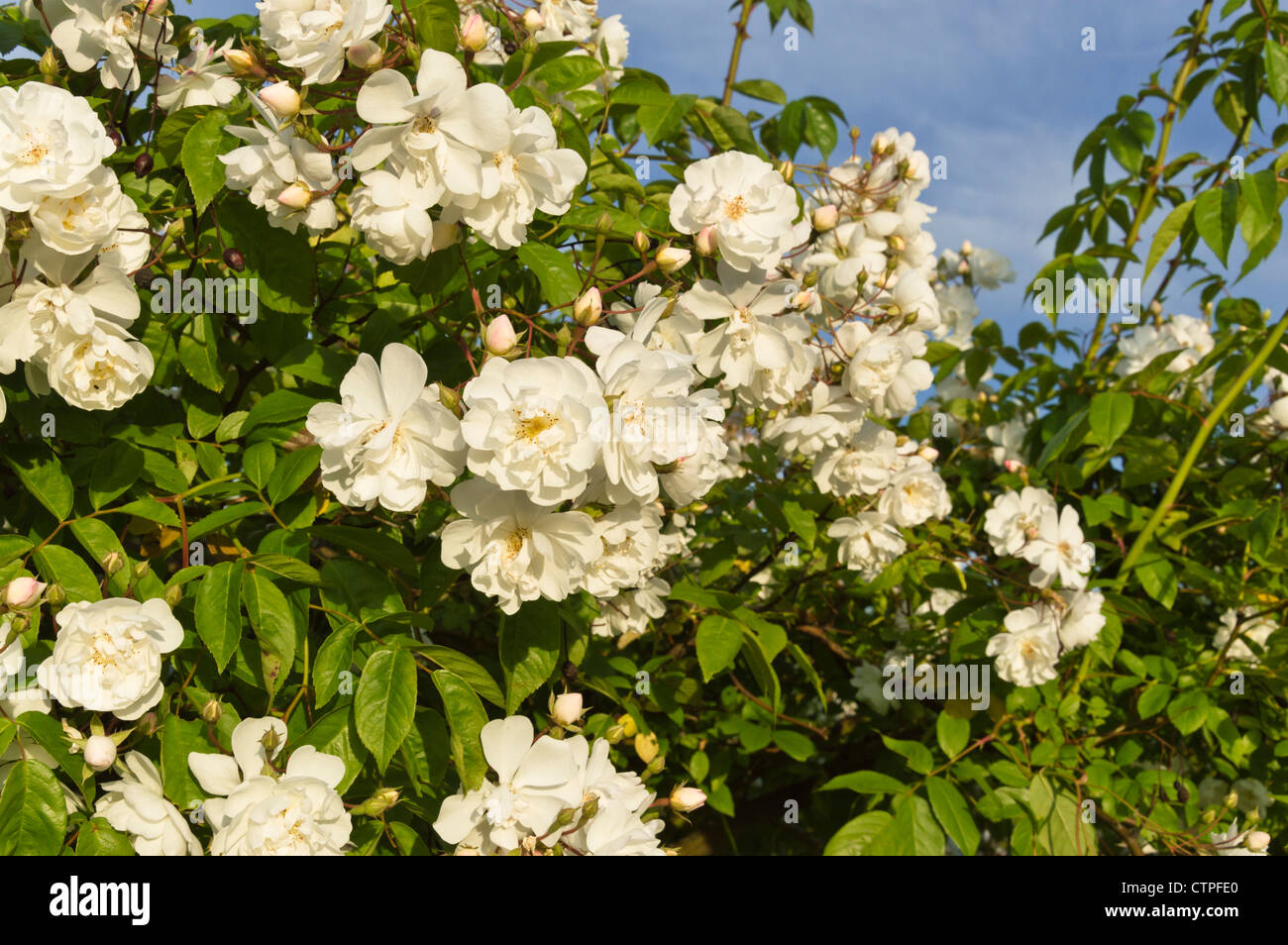 Multiflora Rose (Rosa multiflora 'plathyphylla') Stockfoto