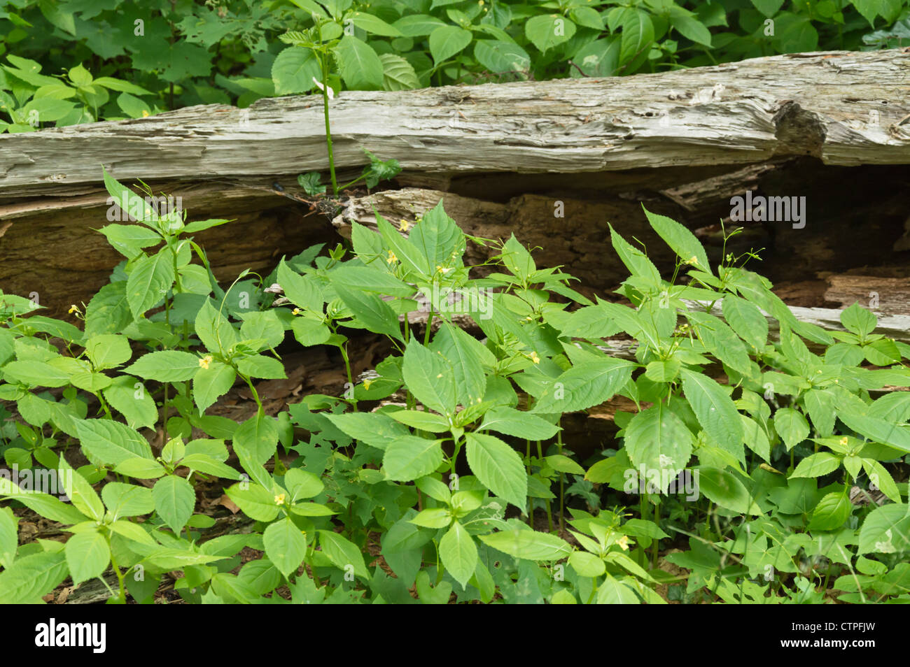Kleine Balsam bei einem toten Baumstamm (Impatiens parviflora) Stockfoto