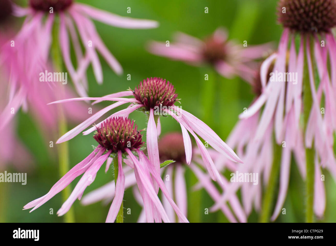 Pale purple cone Flower (Echinacea Githago) Stockfoto