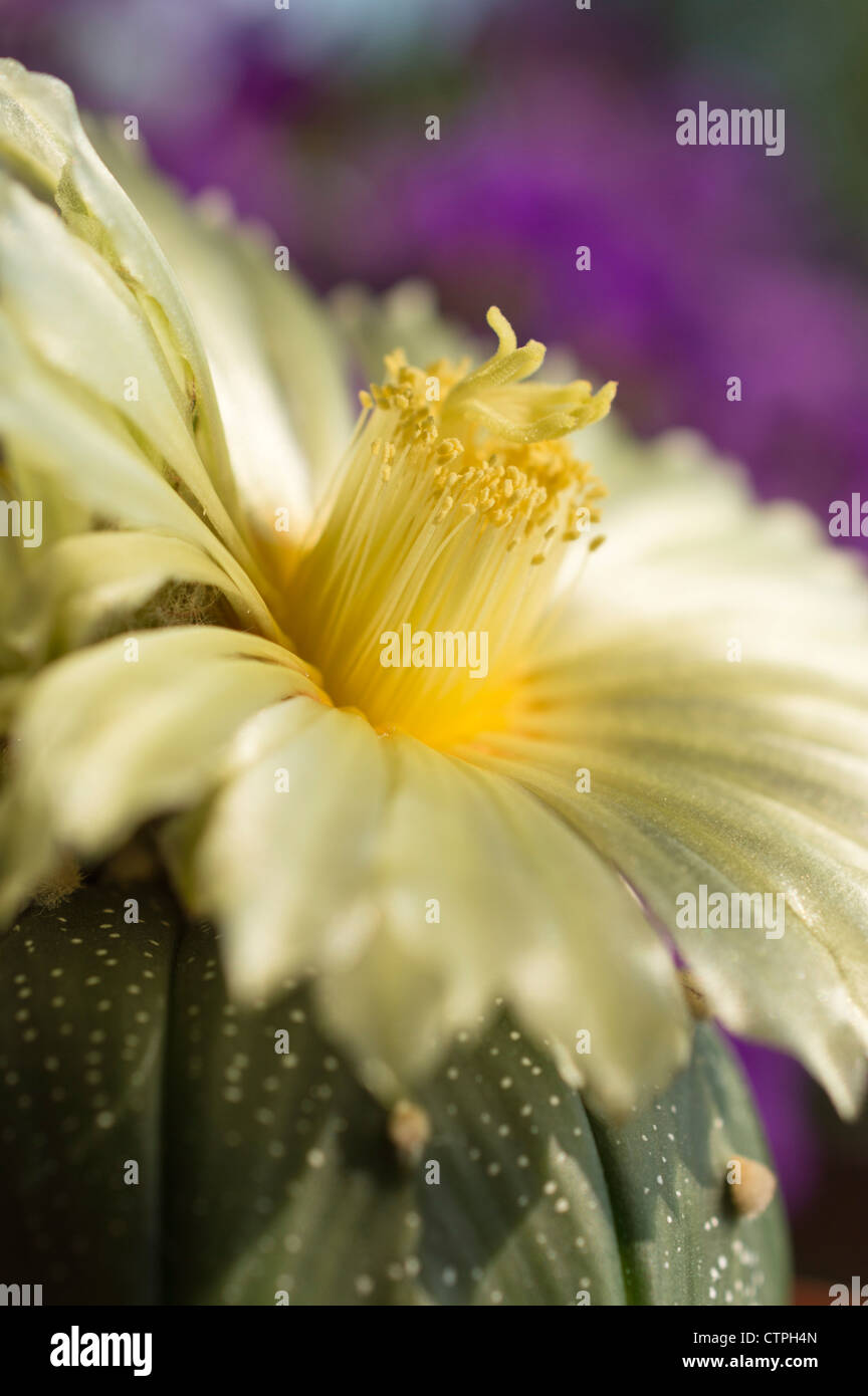 Silver Dollar Kaktus (Astrophytum asterias) Stockfoto