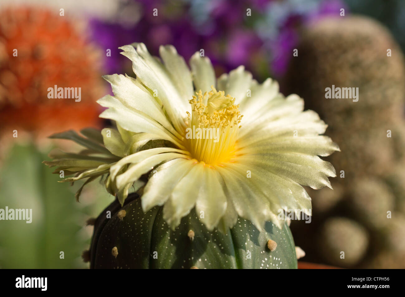 Silver Dollar Kaktus (Astrophytum asterias) Stockfoto