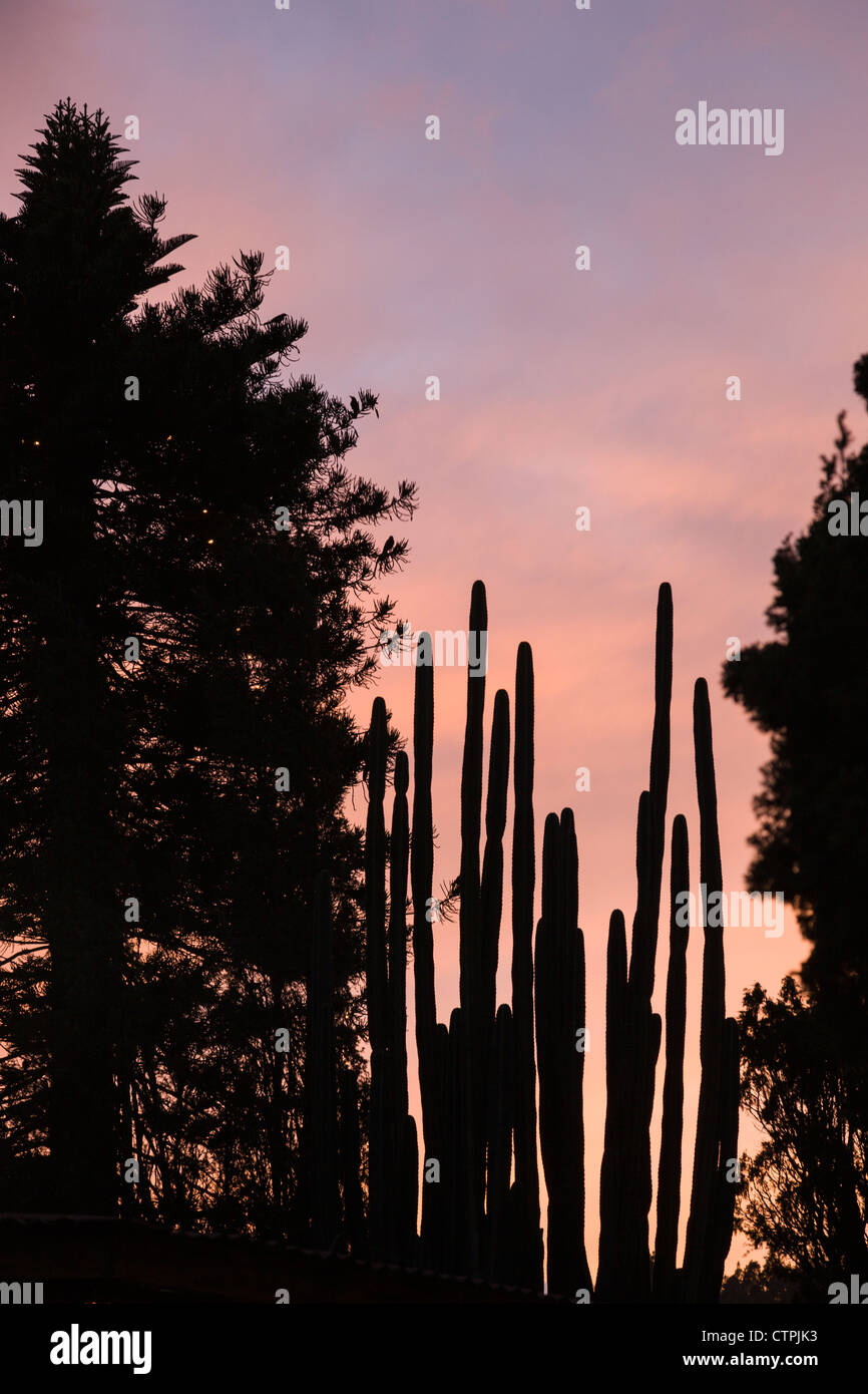 Warmen Himmel Silhouetten Bäume und Kakteen in der Stadt Boquete, Provinz Chiriqui, Panama. Stockfoto