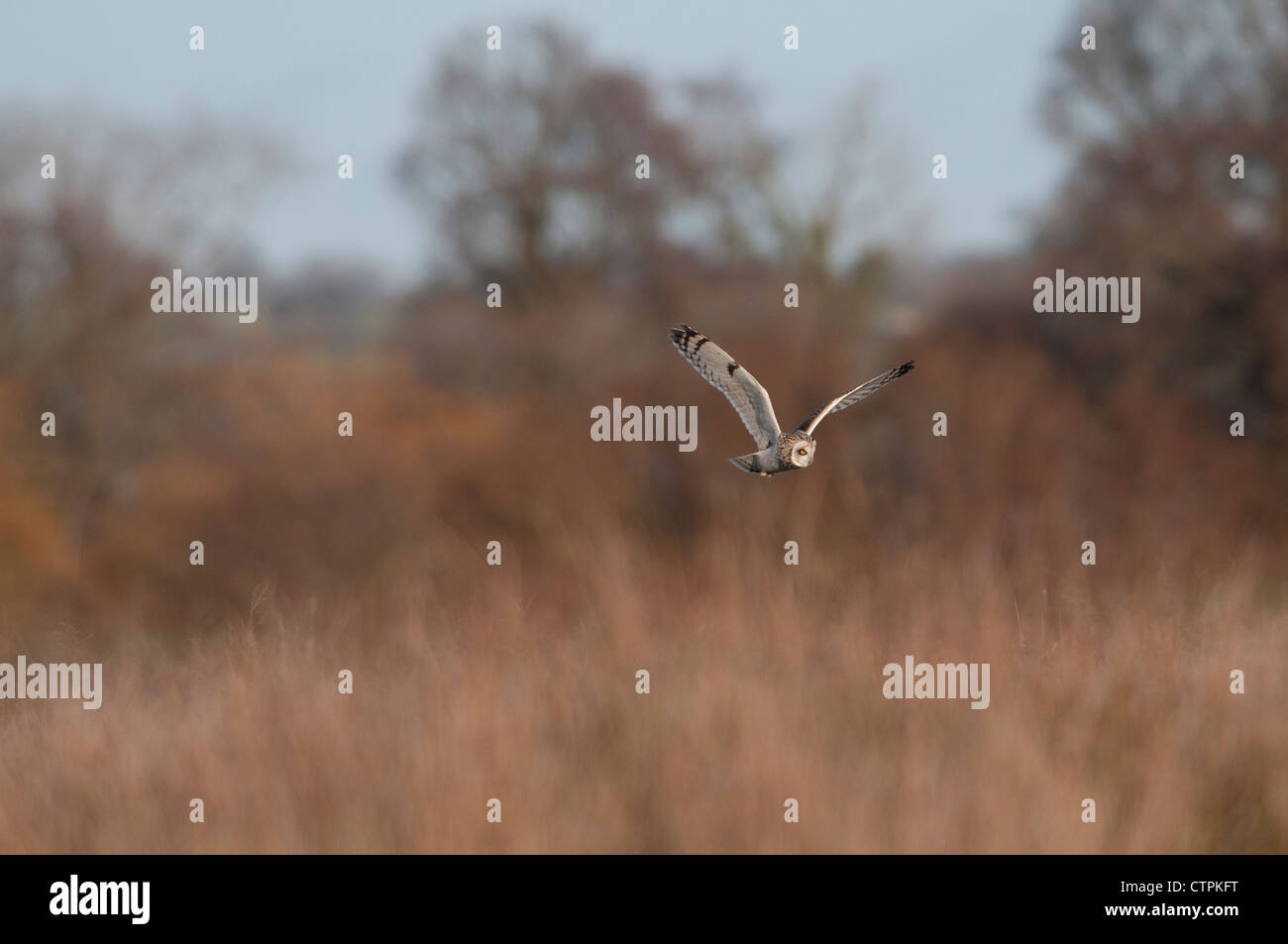 Short Eared Owl (Asio Flammeus) Stockfoto