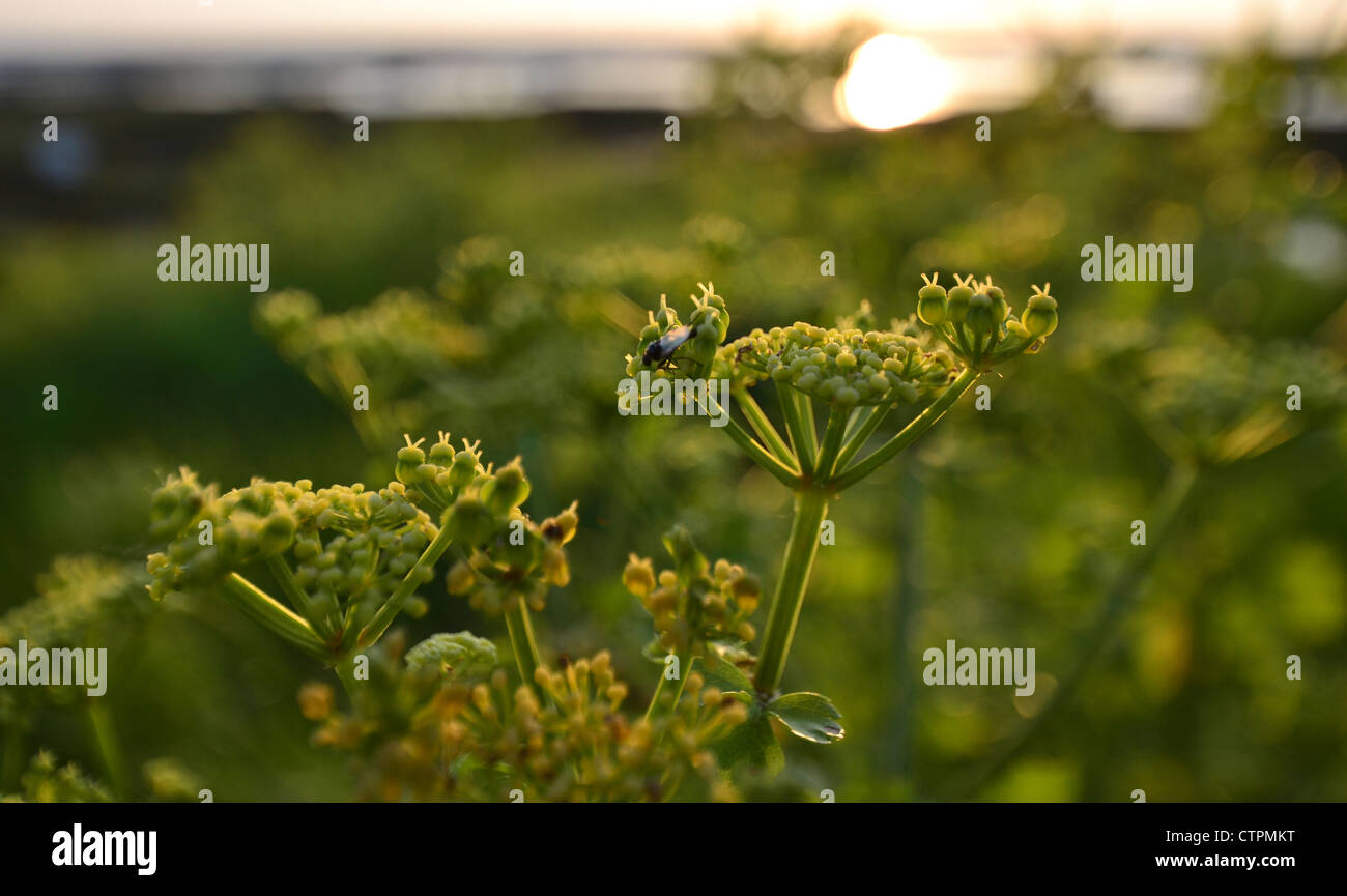 Wildpflanzen am Mersea Insel Meer Stockfoto