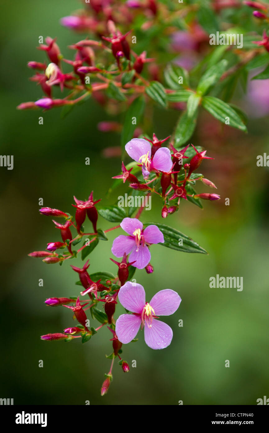 Lila Blumen entlang der Bajo Mono Trail in Boquete, Chiriqui Hochland, Panama. Stockfoto