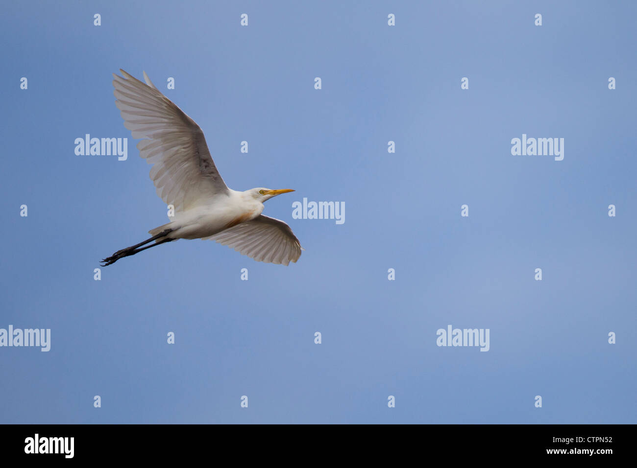 Kuhreiher (Bubulcus Ibis Coromandus), asiatische Unterart im Flug über Koror in die Republik Palau. Stockfoto