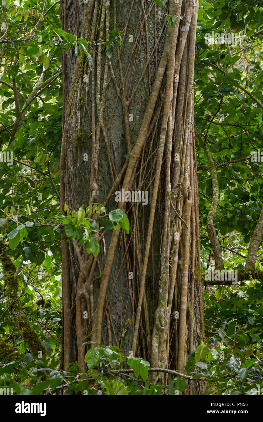 Reben um einen Baum im Chiriqui Hochland, Panama gewickelt. Stockfoto