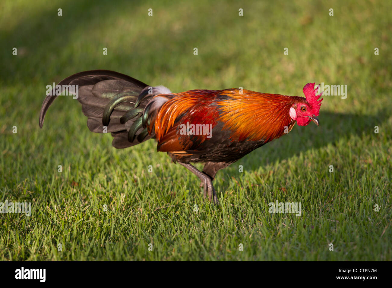 Rote Kammhuhnprojekte (Gallus Gallus), Männlich, Nahrungssuche in der Wiese Stockfoto