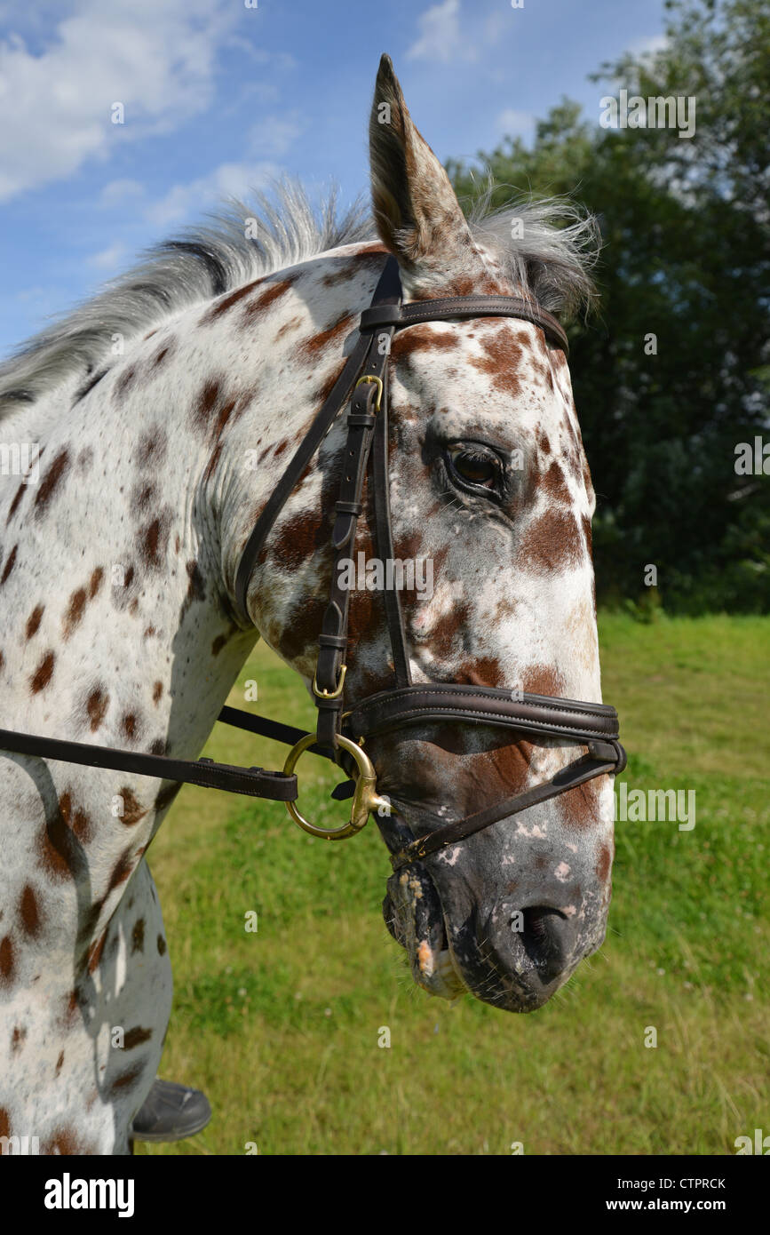 Leiter der Appaloosa Pferd Stanwell Moor, Surrey, England, Vereinigtes Königreich Stockfoto