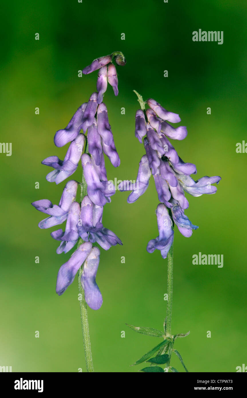 GETUFTET Wicke Vicia Cracca (Fabaceae) Stockfoto