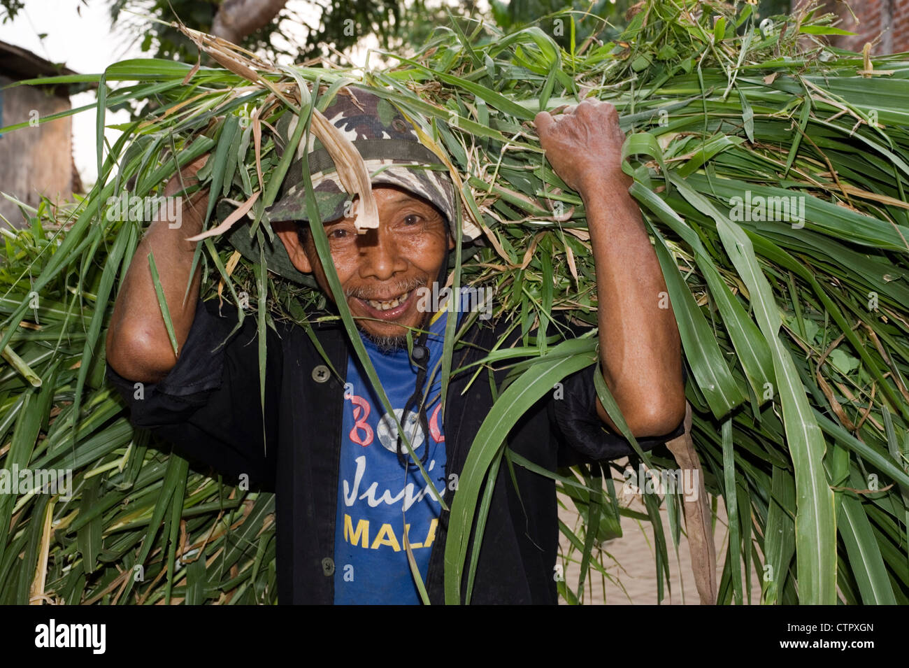 lokale Dorfbewohner in ländlichen Dorfstraße mit großen schweren Bündel geschnitten Blätter auf dem Rücken Stockfoto