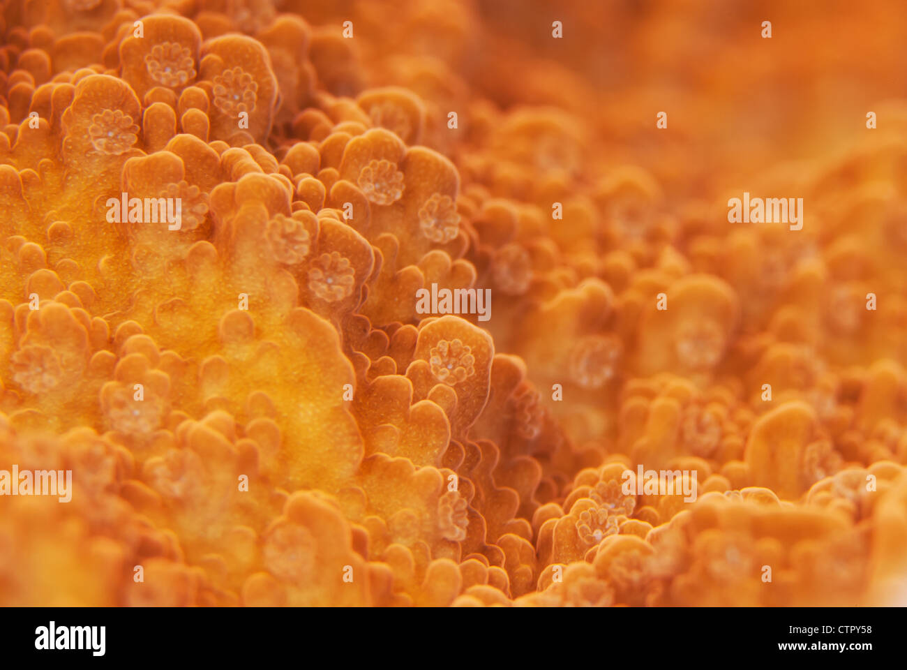 Dies ist eine Nahaufnahme Bild des harten Korallenpolypen. Stockfoto