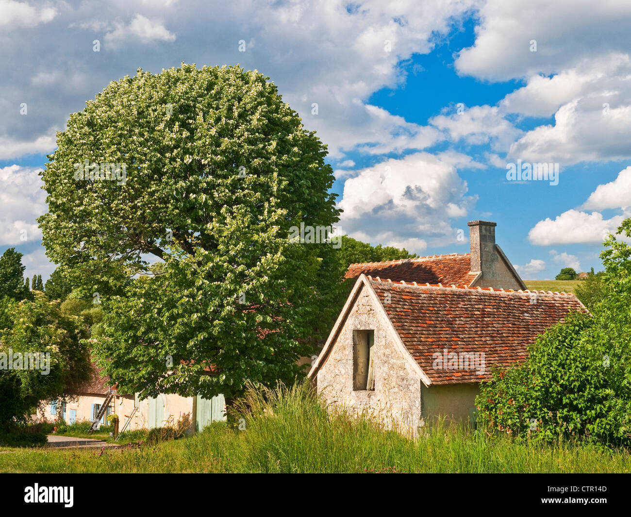 Linde und französischen Bauernhaus - Frankreich. Stockfoto