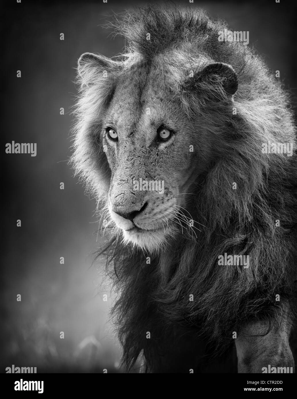 Männliche Löwen Portrait (künstlerische Bearbeitung) - Kruger National Park - Südafrika Stockfoto