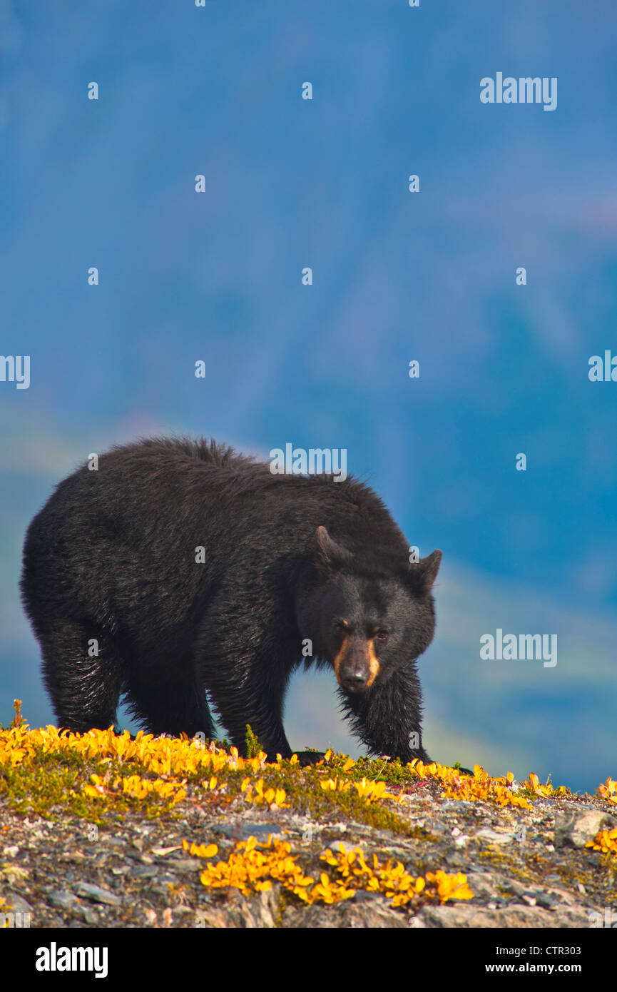 Schwarzbär auf Tundra in der Nähe von Harding Icefield Trail bei Exit-Gletscher, Kenai Fjords National Park, Yunan Alaska, Herbst Stockfoto