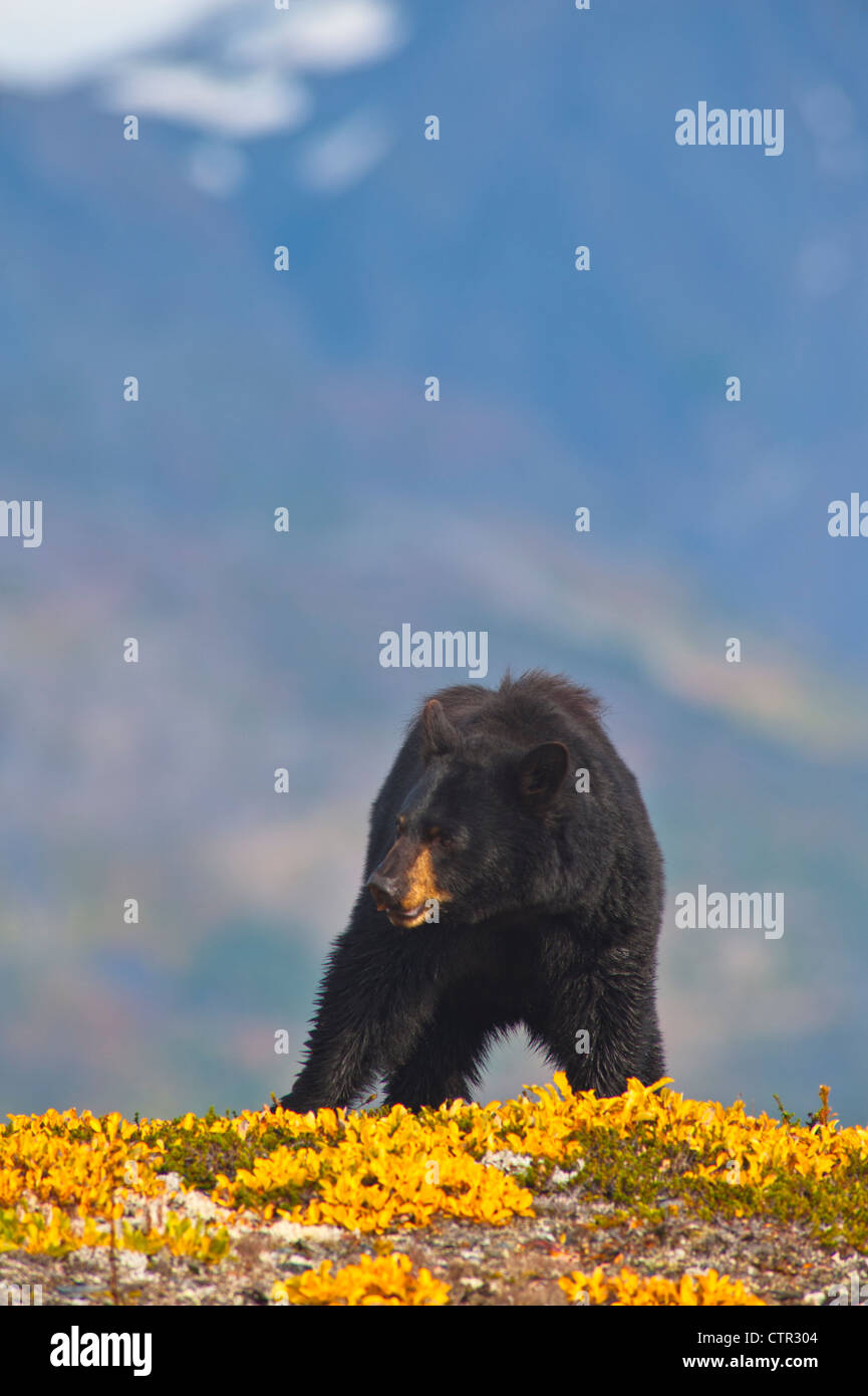 Schwarzbär auf Tundra in der Nähe von Harding Icefield Trail bei Exit-Gletscher, Kenai Fjords National Park, Yunan Alaska, Herbst Stockfoto
