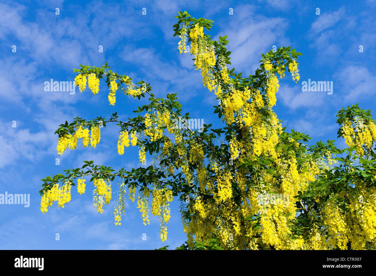 Goldregen X watereri Vossii Blüte im Juni vor einem gesprenkelten blauen Himmel Stockfoto