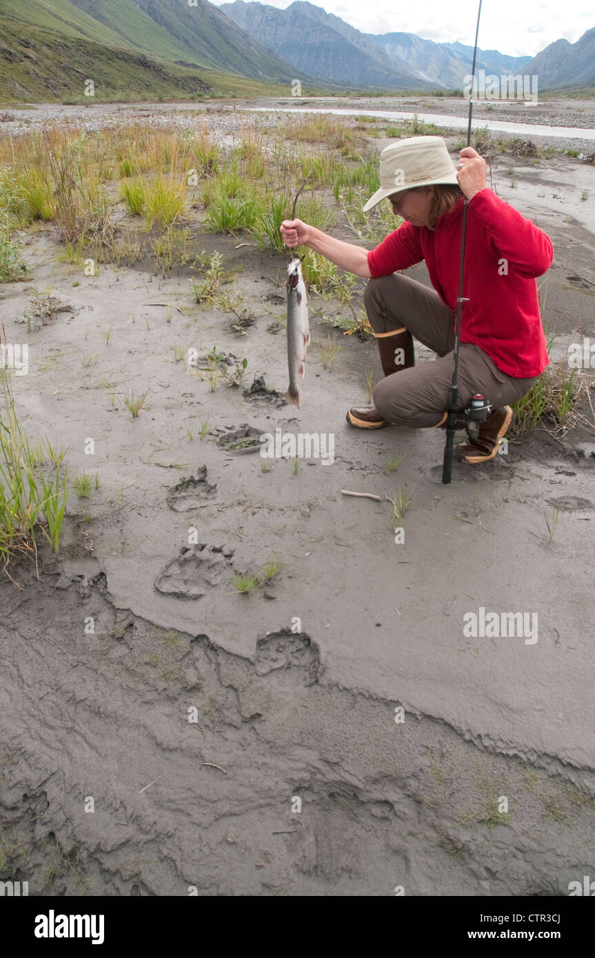 Frau-Angelrute, die Dolly Varden Char kniet untersuchen Grizzly Bärenspuren im Schlamm entlang Canning River in Brooks Range Arktis Stockfoto