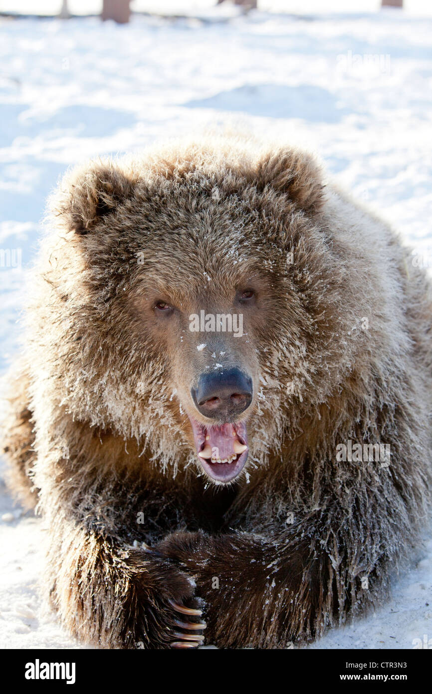 CAPTIVE: Junge Kodiak Brown Bear frostigen Frauengesicht auf Schnee Alaska Wildlife Conservation Center Yunan Alaska Winter liegen Stockfoto