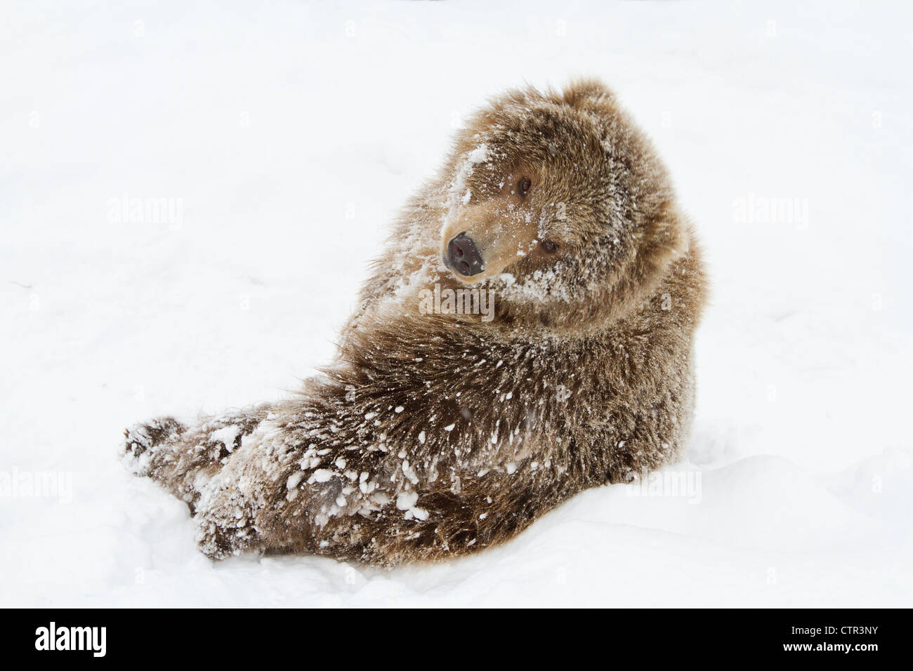 CAPTIVE: Junge weibliche Kodiak Brown liegend auf Schnee, Alaska Wildlife Conservation Center, Yunan Alaska, Winter Stockfoto