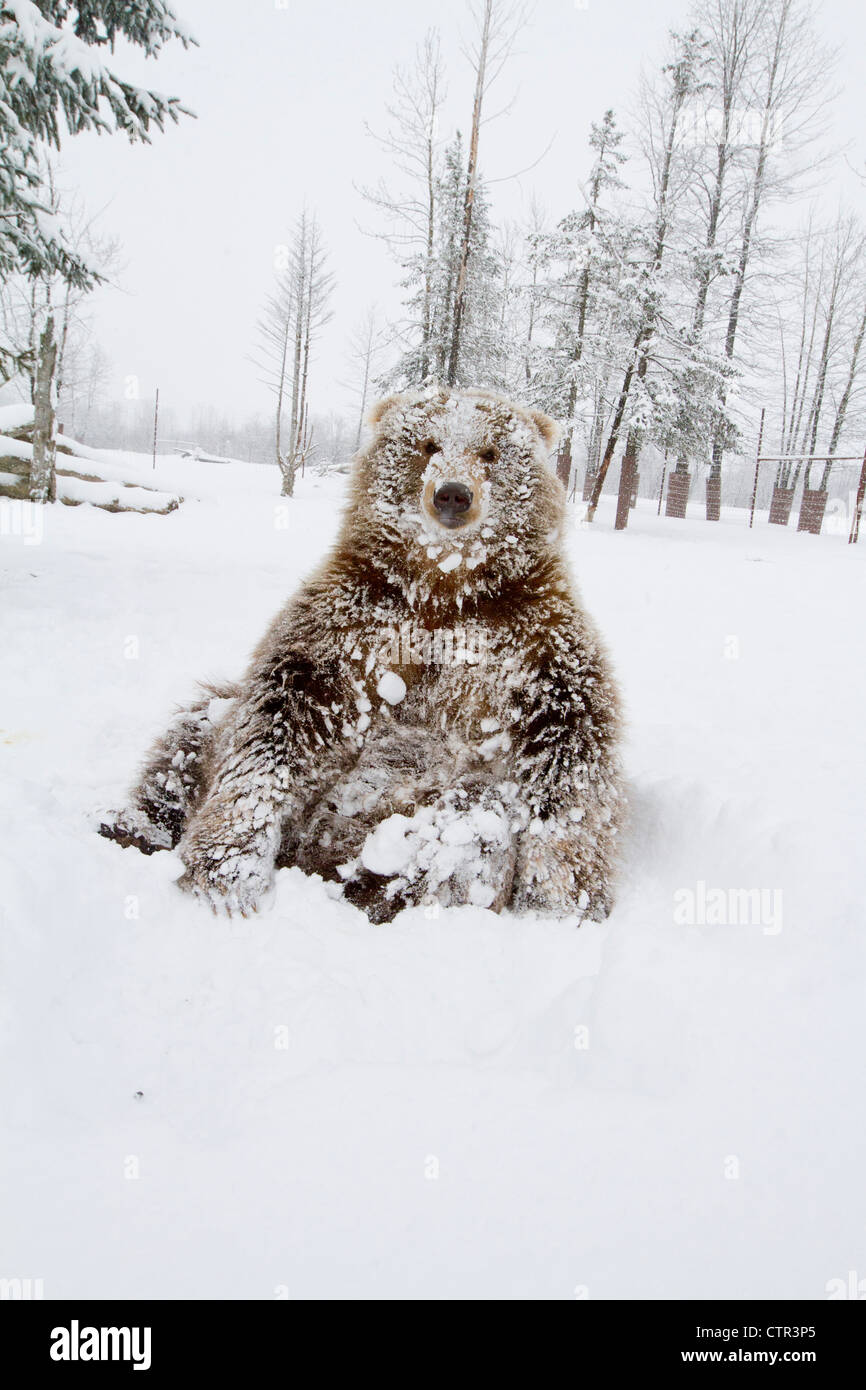 CAPTIVE: Junge weibliche Kodiak Brown liegend auf Schnee, Alaska Wildlife Conservation Center, Yunan Alaska, Winter Stockfoto