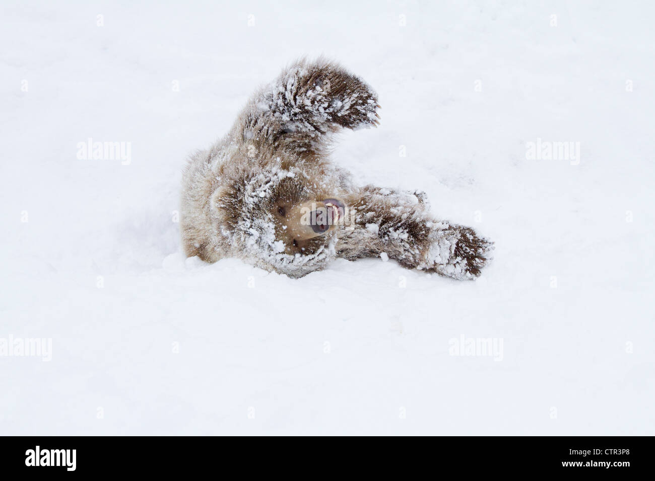 CAPTIVE: Junge weibliche Kodiak Brown liegend auf Schnee, Alaska Wildlife Conservation Center, Yunan Alaska, Winter Stockfoto