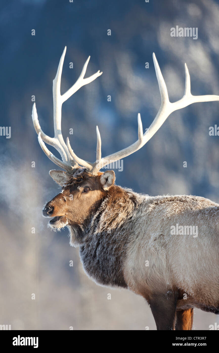 CAPTIVE: Höhenplan der Frost bedeckt Rocky Mountain Elk, Alaska Wildlife Conservation Center, Yunan Alaska, Winter Stockfoto