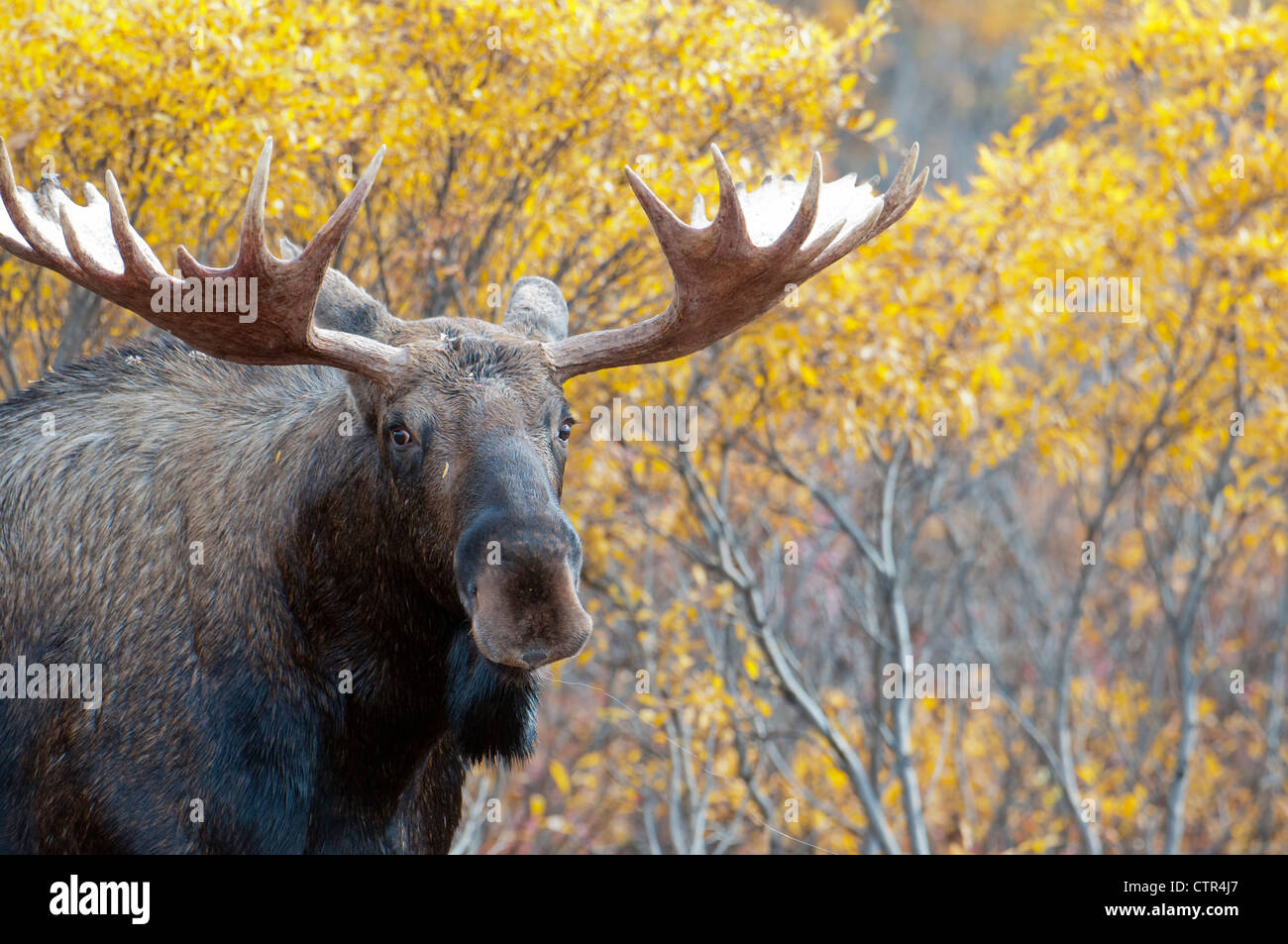 Bull Moose vor fallen farbige Birken im Denali Nationalpark & Preserve, innen Alaska Stockfoto