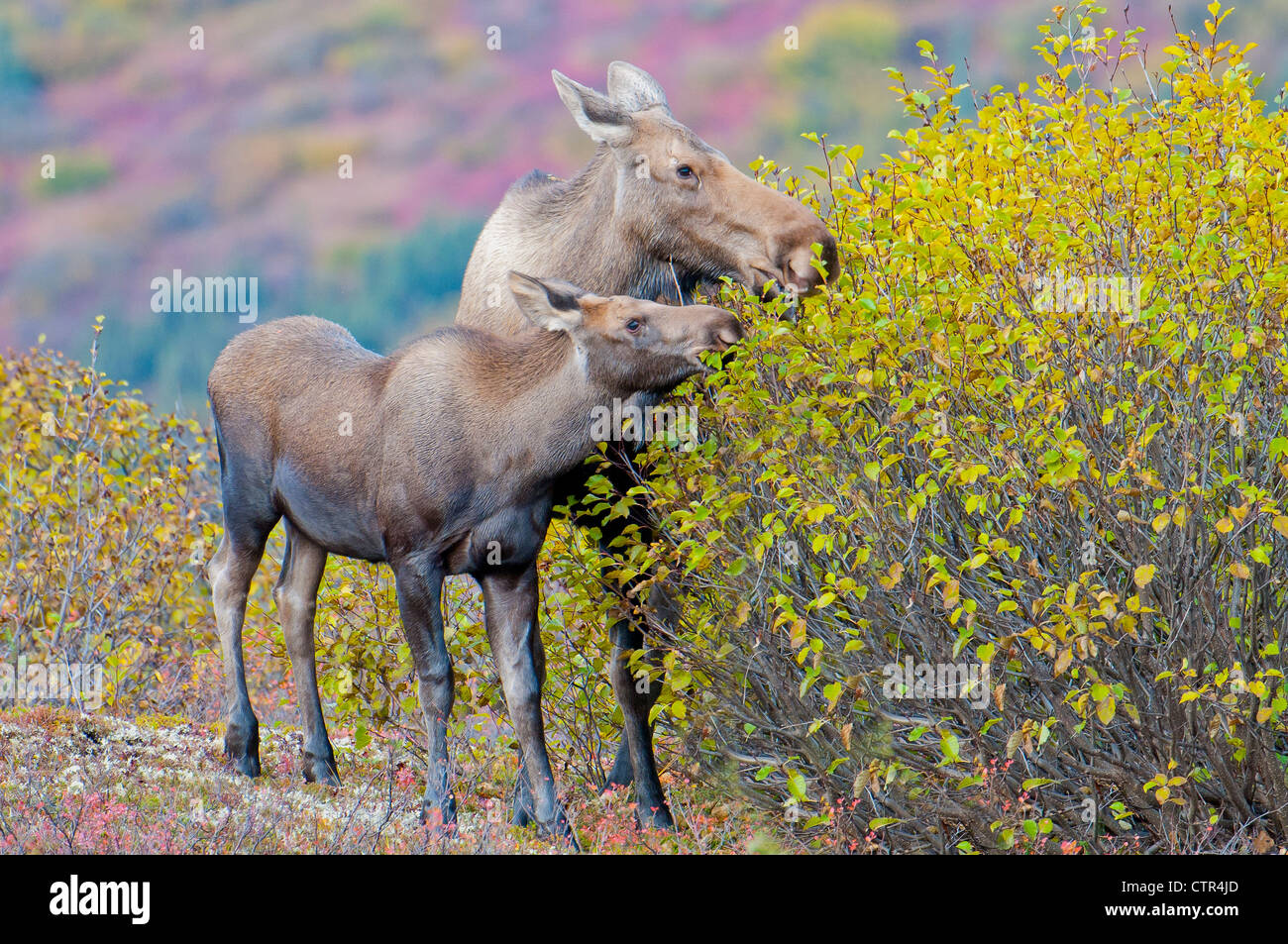 Kuh und Kalb Elch Essen Herbst Birke Blätter im Denali Nationalpark & Preserve, innen Alaska Stockfoto