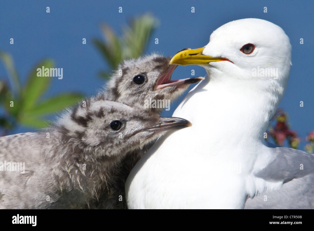 Nahaufnahme von einem Mew Gull mit zwei hungrigen Küken, Potter Marsh, Yunan Alaska, Sommer Stockfoto