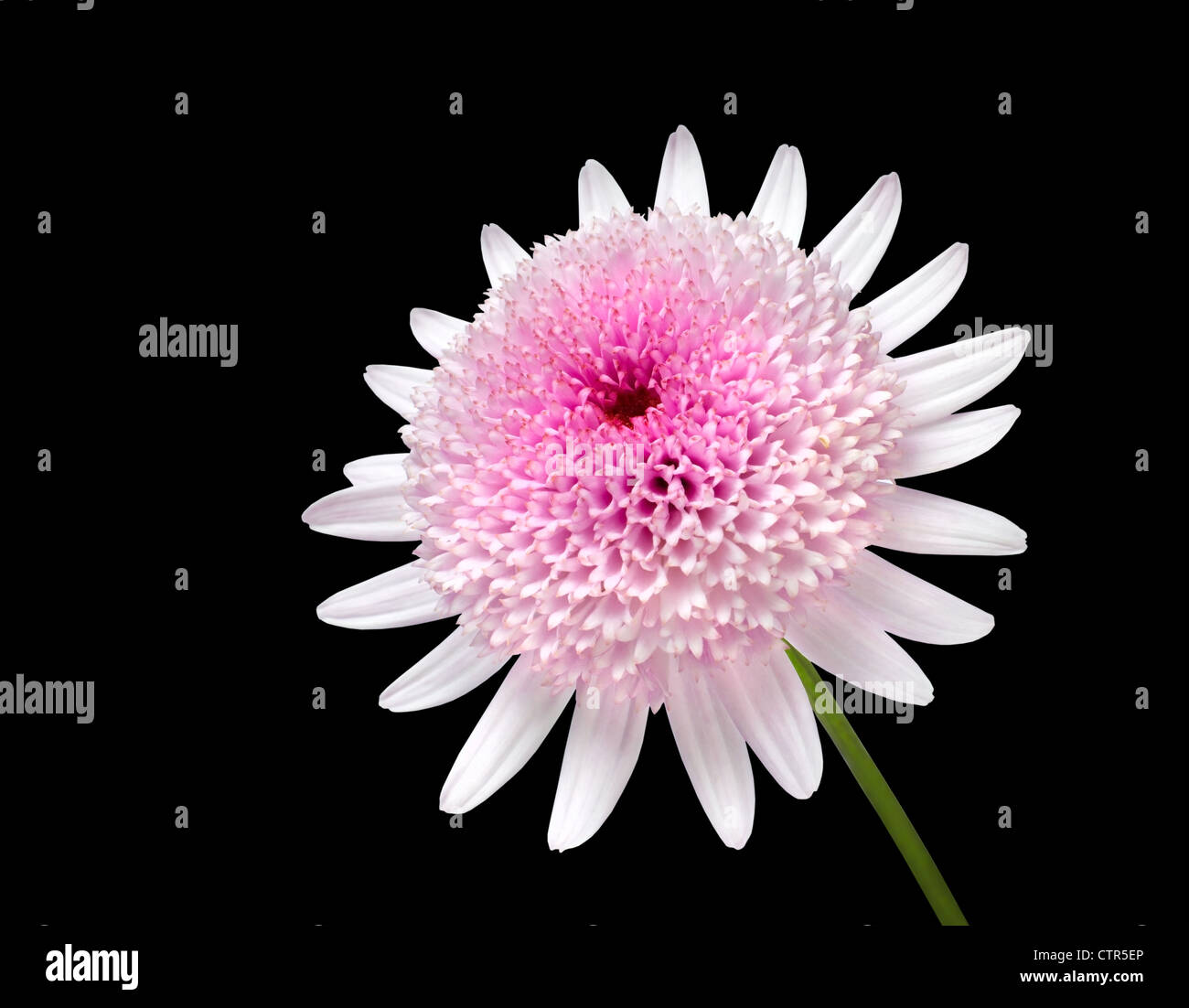 Frisches Pink Daisy mit großen Center Blume isoliert auf schwarzem Hintergrund Stockfoto
