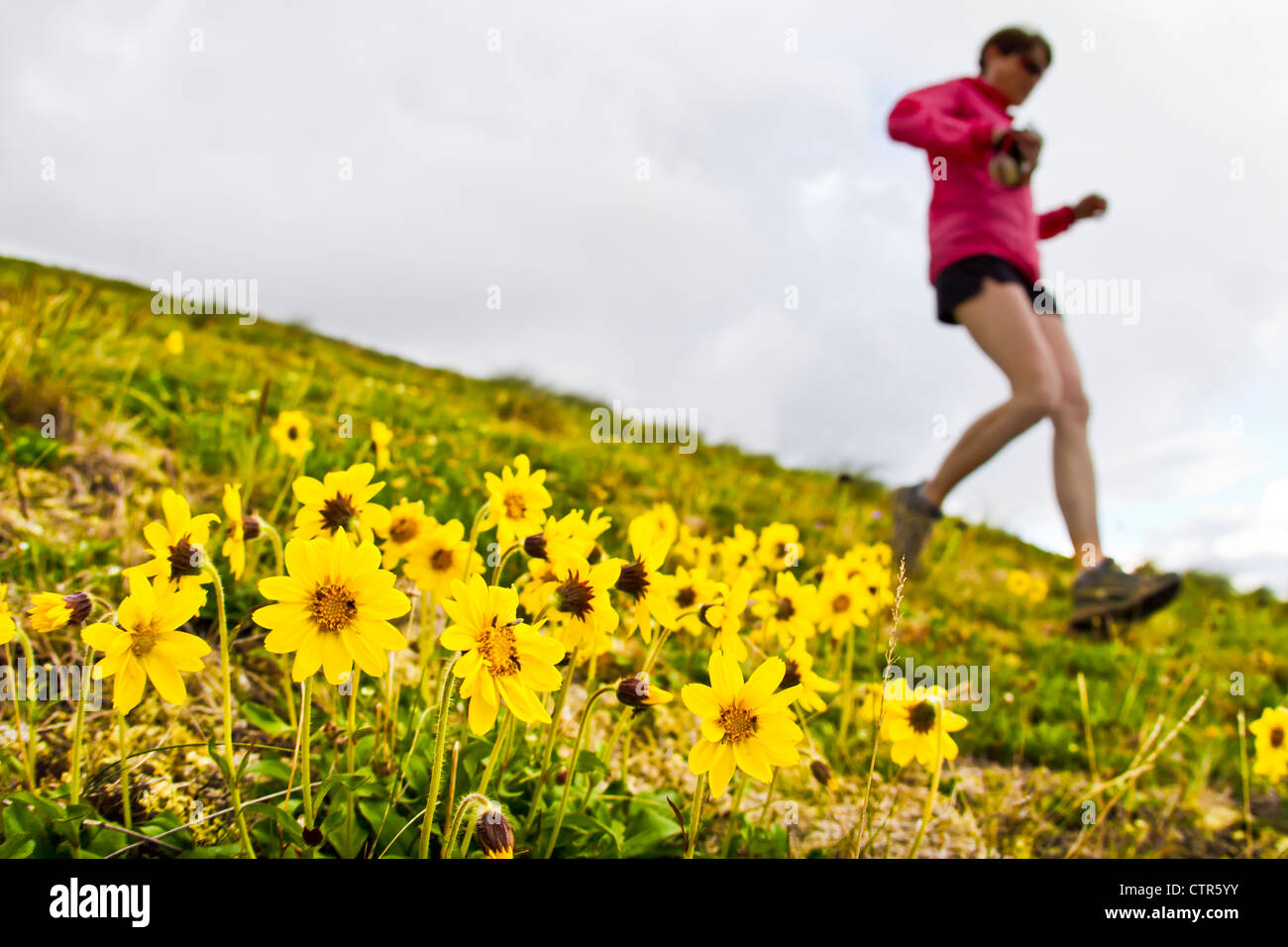 Frau Trailrunning vom Arktis-Tal an der South Fork des Eagle River, Chugach Mountains, Yunan Alaska, Sommer Stockfoto