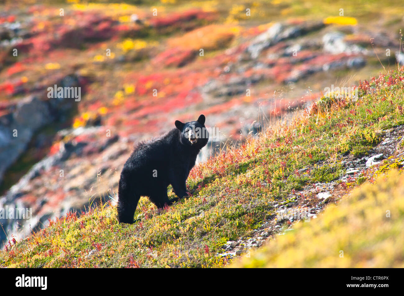 Ein schwarzer Bär auf Nahrungssuche für Beeren in der Tundra in der Nähe der Harding Icefield Trail bei Exit-Gletscher, Kenai Fjords Nationalpark Stockfoto