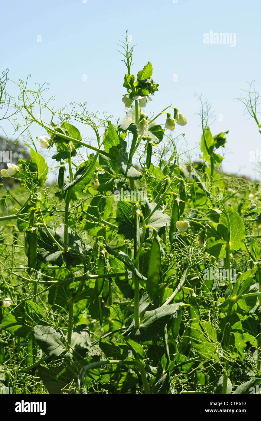 Nahaufnahme der Nutzpflanze von Erbsen. Stockfoto