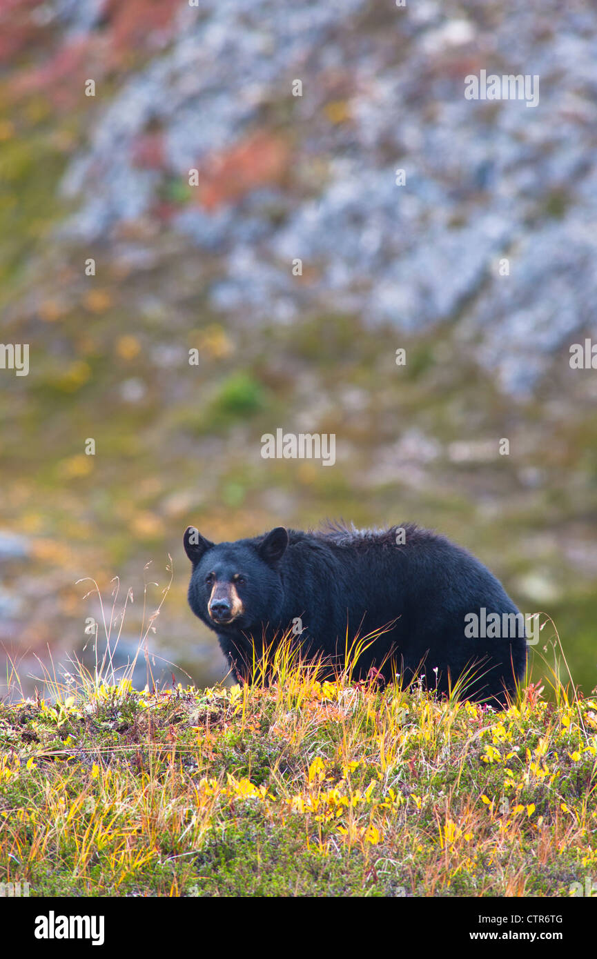 Ein schwarzer Bär auf Nahrungssuche für Beeren in der Tundra in der Nähe der Harding Icefield Trail bei Exit-Gletscher, Kenai Fjords Nationalpark Stockfoto