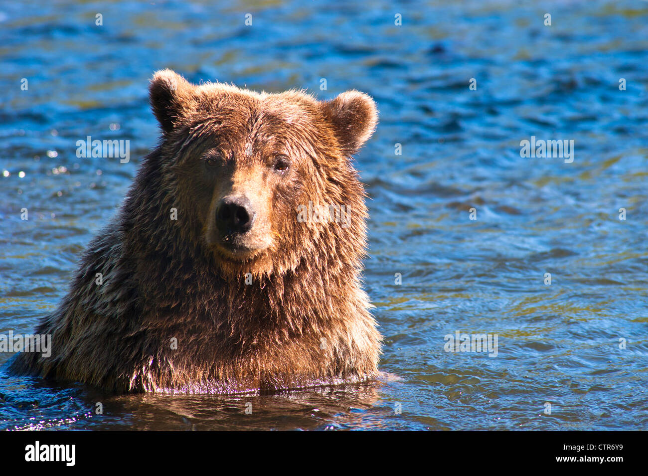 Ein Braunbär sitzt in Brust Tiefenwasser im Russian River, Kenai-Halbinsel, Yunan Alaska, Sommer Stockfoto
