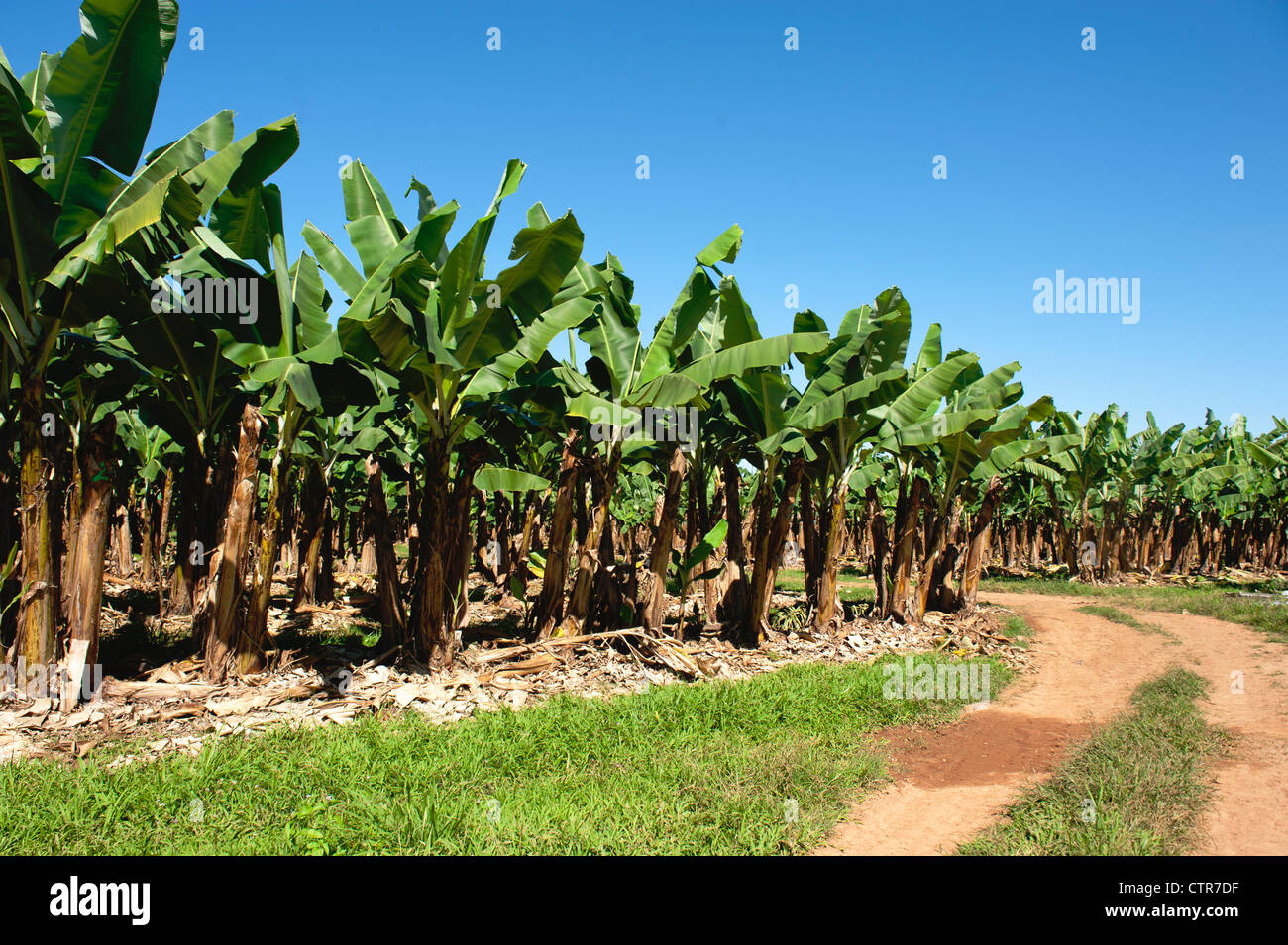 Bananenplantage in den feuchten Tropen von Queensland in der Nähe von Mission Beach an der Küste Kasuar Stockfoto