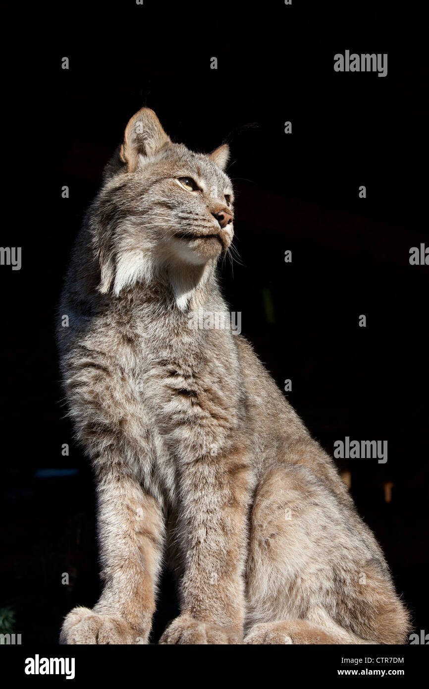 CAPTIVE: Nahaufnahme von einem Luchs, Alaska Wildlife Conservation Center, Yunan Alaska Stockfoto