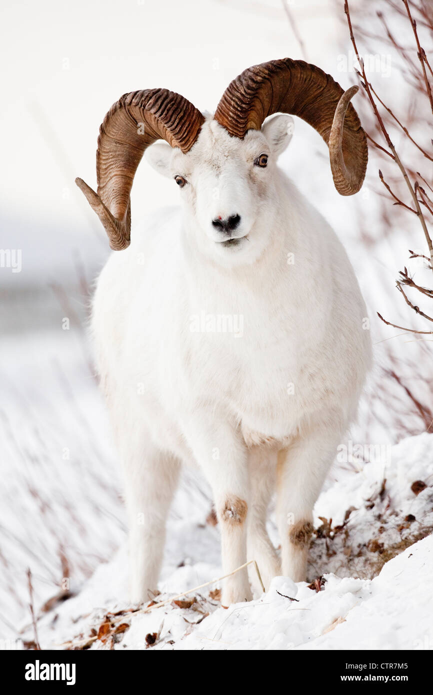 Vorderansicht eines voll-Curl Dallschafe Widders, Chugach Mountains, Yunan Alaska, Winter Stockfoto