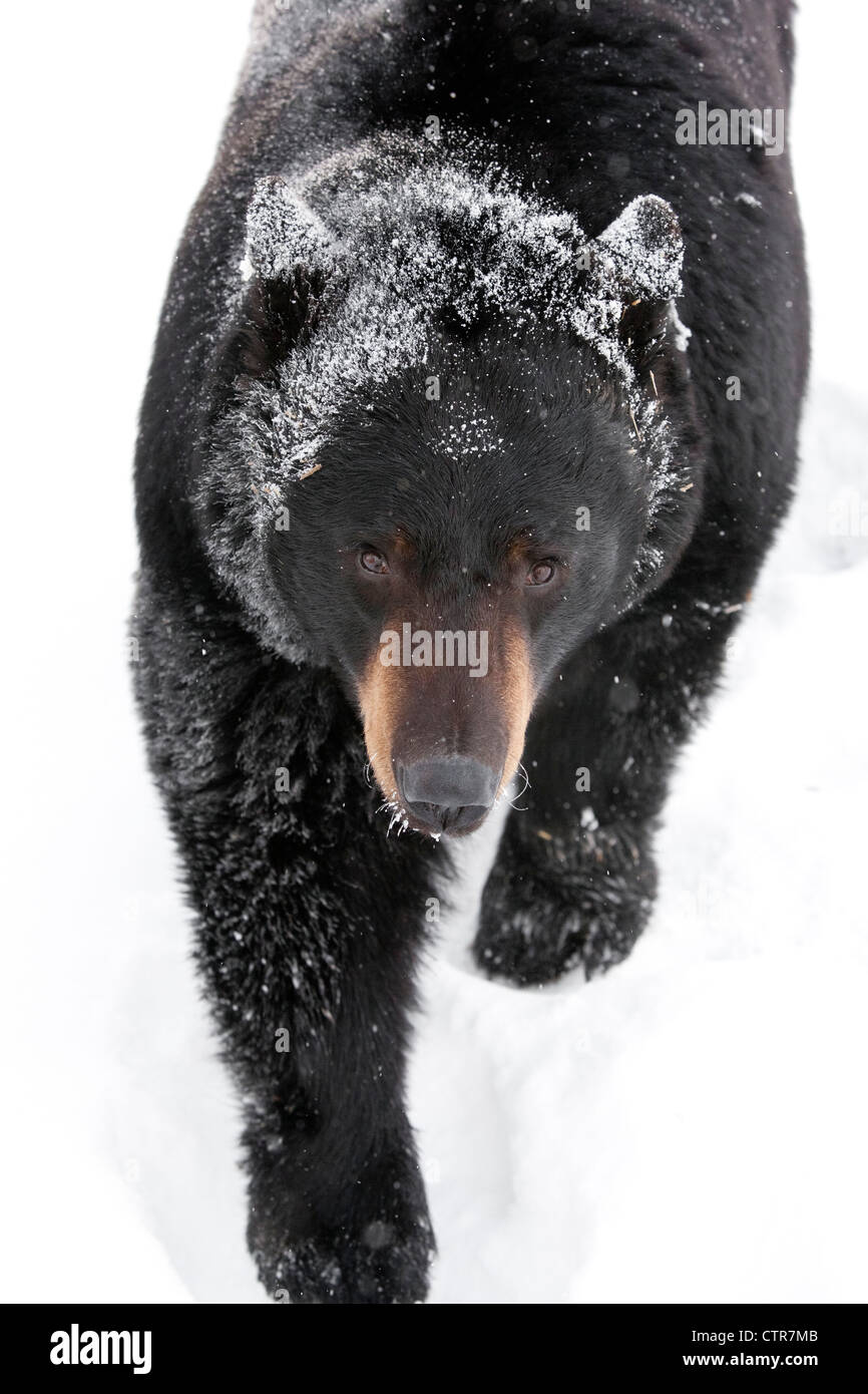 CAPTIVE: High Angle Ansicht eines großen schwarzen Bären wandern im Schnee und Blicke nach oben, Alaska Wildlife Conservation Center, Alaska Stockfoto
