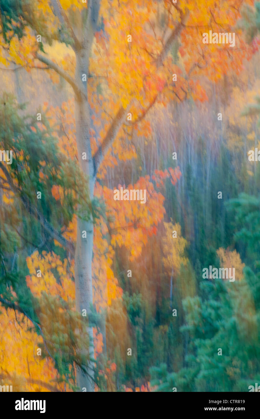 Weiche Herbstlaub Farben im Denali Nationalpark & Preserve, innen Alaska, Herbst Stockfoto