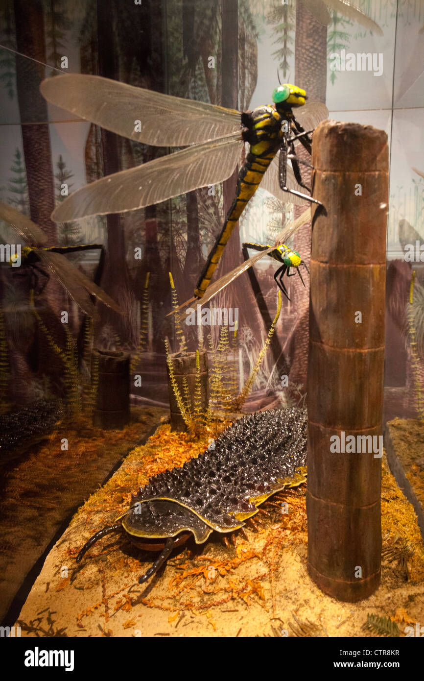 Peabody Museum of Natural History Yale Universität Stockfoto