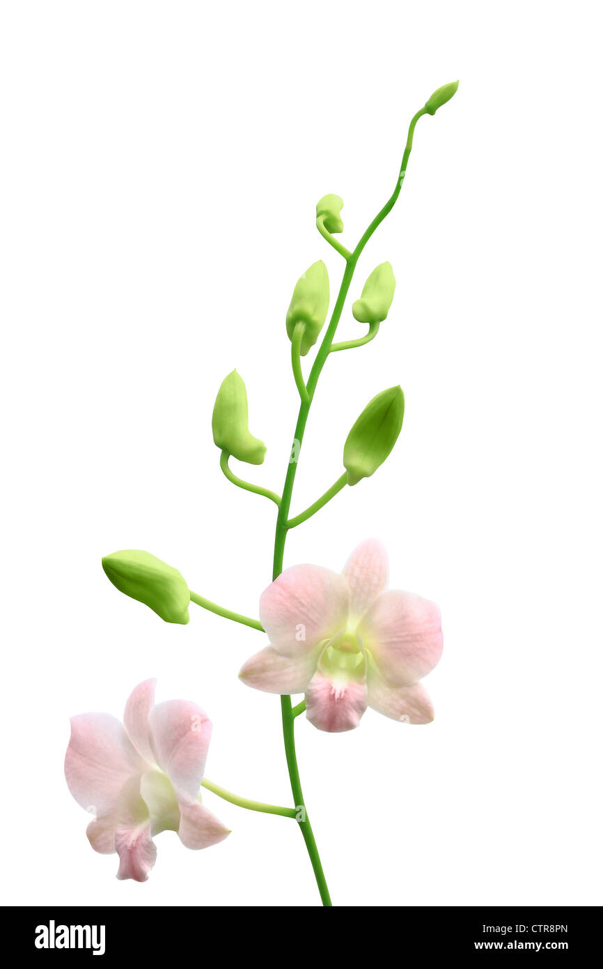 Orchidee und Bud Zweig isoliert auf weißem Hintergrund Stockfoto